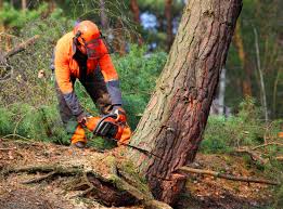 Professional Tree Care in Britton, SD